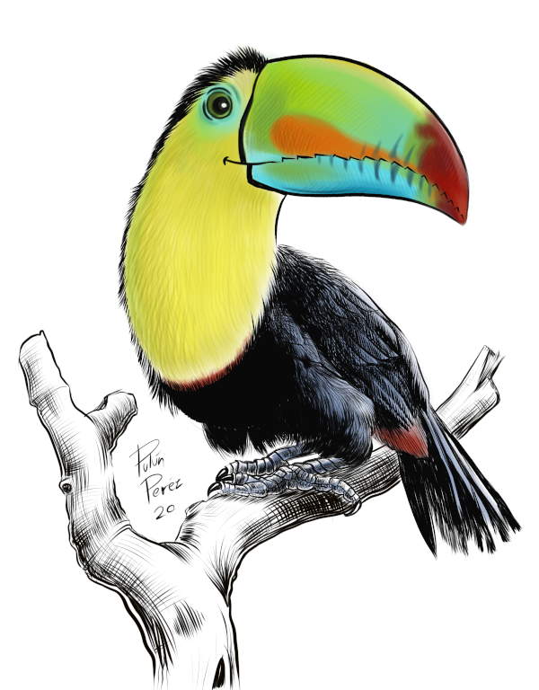 Toucan