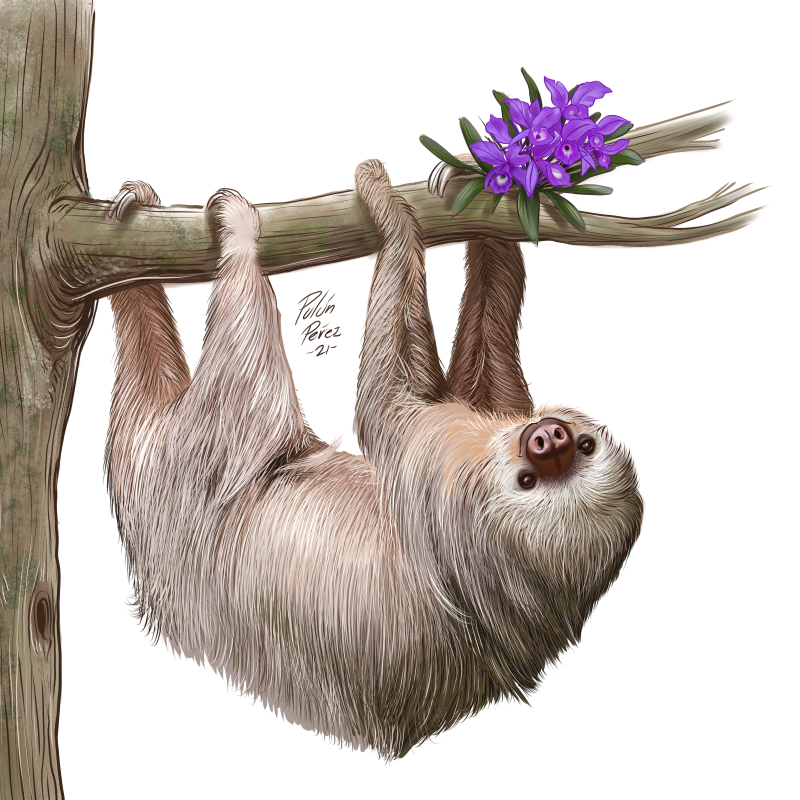 Sloth